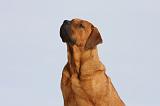 TOSA INU 223